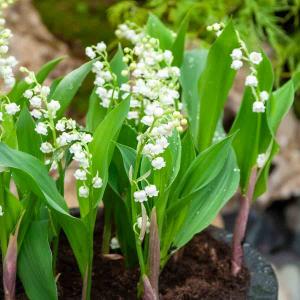 Muguet Convallaria Majalis (x5)